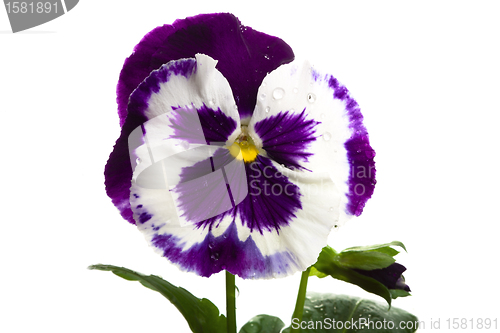 Image of white purple pansy isolated over white