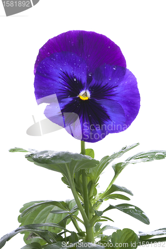 Image of blue purple pansy isolated over white