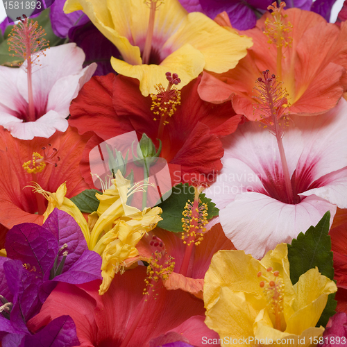 Image of Hibiscus flowers 