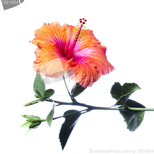 Image of Hibiscus flowers 