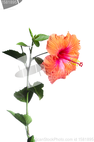 Image of Hibiscus flowers 