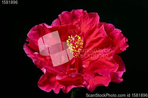 Image of Hibiscus flower