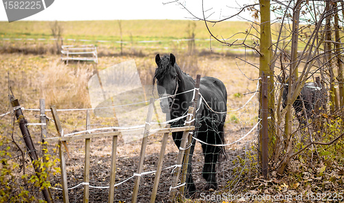 Image of Skinny Horse outside in fenced yard area