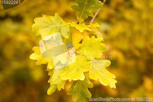 Image of autumn colors of oak leaves 