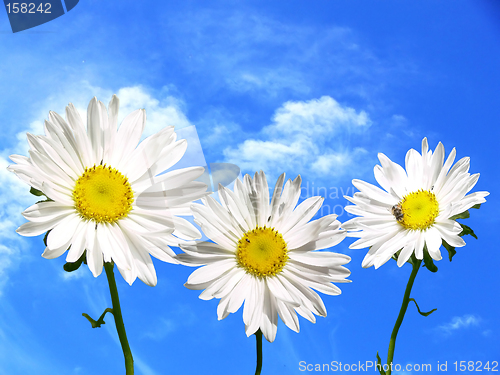 Image of Three marguerite