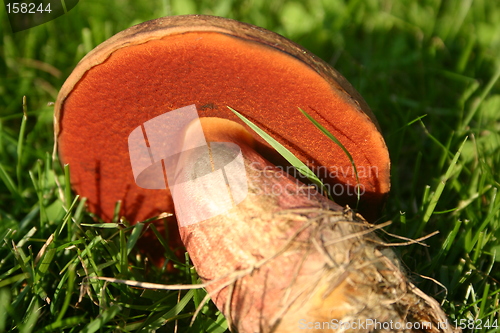 Image of beautiful boletus erythropus