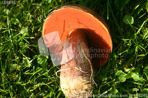 Image of Boletus erythropus