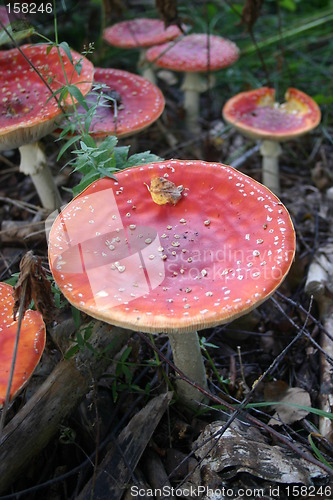 Image of amanita muscaria