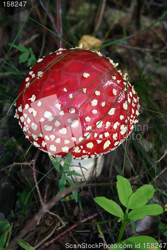 Image of amanita muscaria