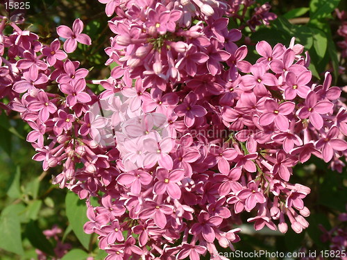 Image of Pink lilacs