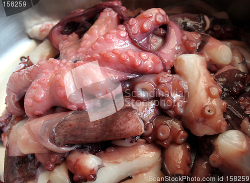 Image of Octopus