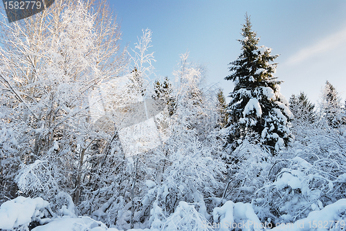 Image of winter landscape