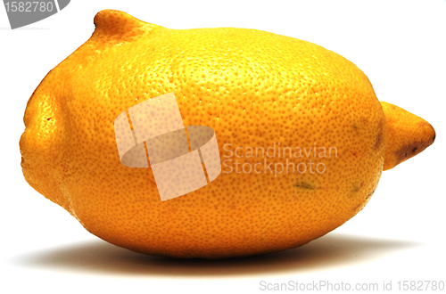 Image of fresh yellow lemon unusual shape