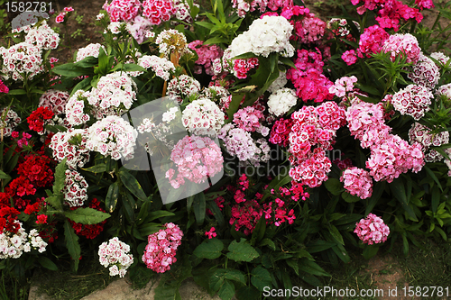 Image of carnations, a lot of beautiful blooming flowers