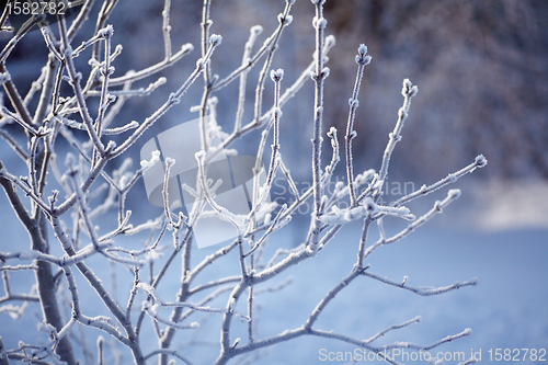 Image of winter background