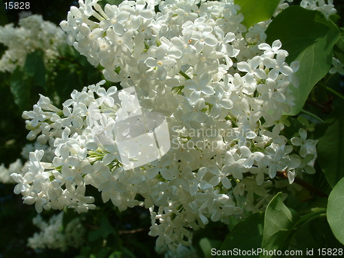 Image of White lilacs