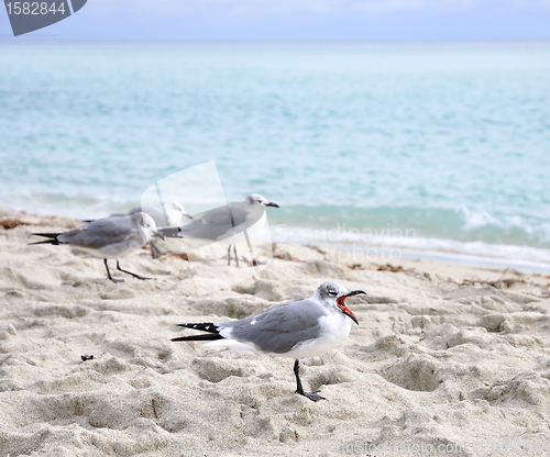 Image of Seagulls