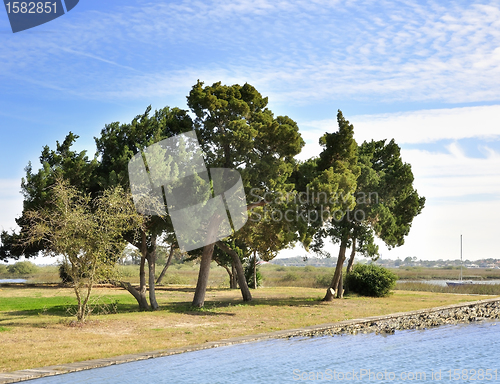 Image of Trees By The Lake