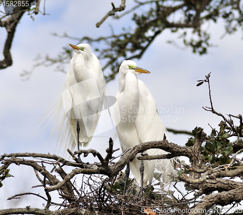 Image of Great Egrets