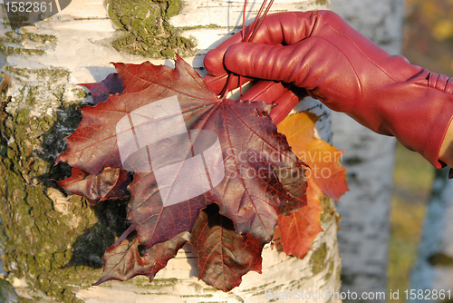 Image of Red Glove