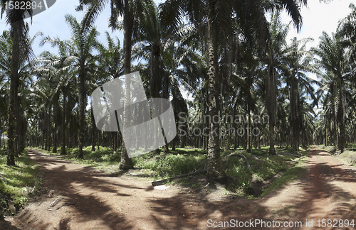 Image of Palm oil plantation landscape