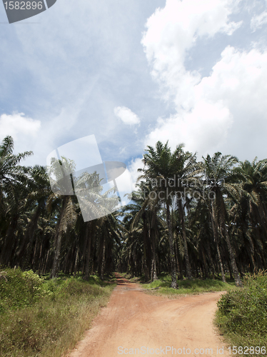 Image of Palm oil plantation landscape