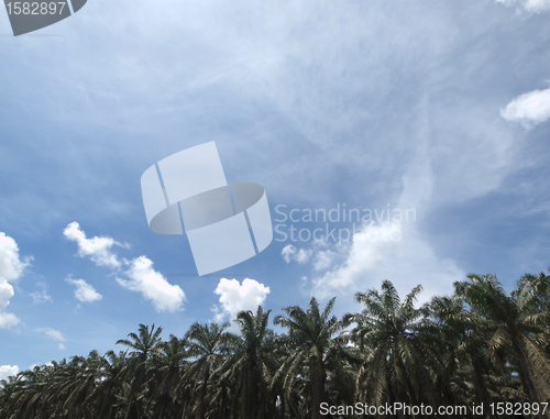 Image of Palm oil plantation landscape