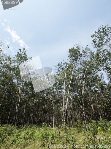 Image of Rubber trees plantation
