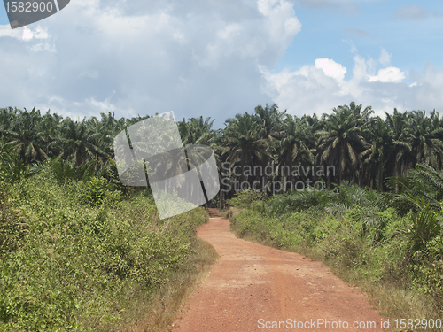 Image of Palm oil plantation landscape