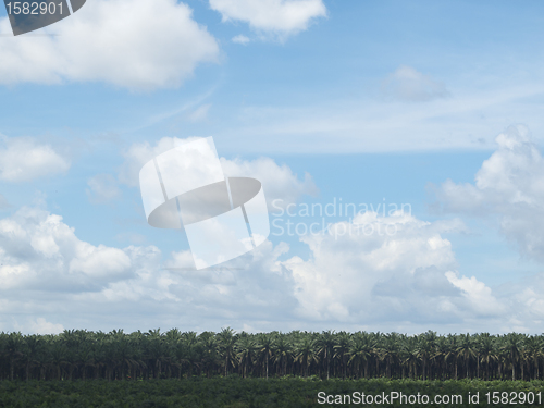 Image of Palm oil plantation landscape