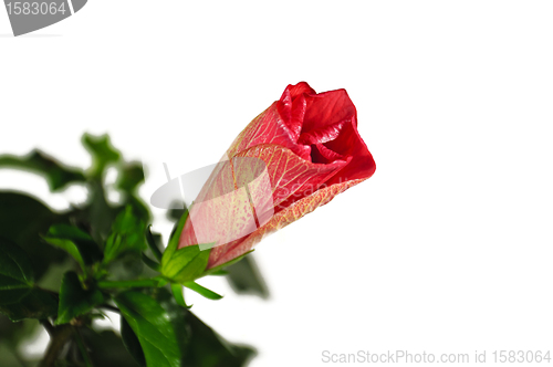 Image of hibiscus isolated