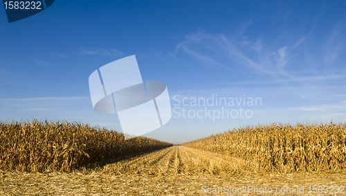 Image of Field of corn being harvested