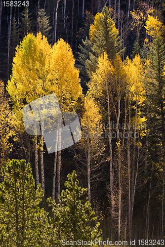 Image of Colorful Aspen trees in Vail, Colorado