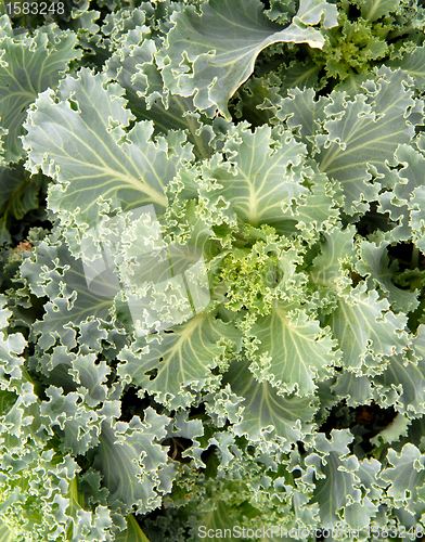 Image of Crop of leafy green Kale growing