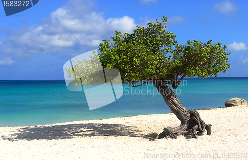 Image of Divi Divi tree on Eagle Beach in Aruba