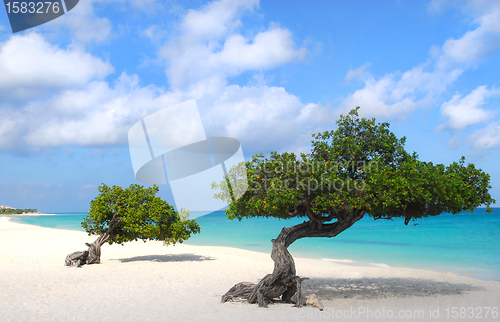 Image of Divi Divi trees on Eagle Beach in Aruba