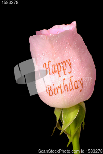 Image of Single pink rose with Happy Birthday written on it