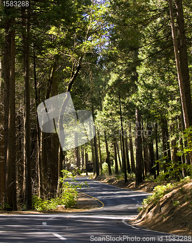 Image of Winding road in Yosemite National Park