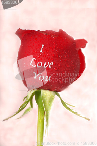 Image of Single rose saying I Love You