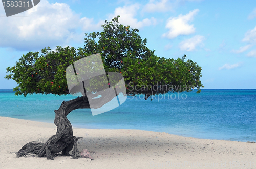 Image of Divi Divi tree on Eagle Beach in Aruba