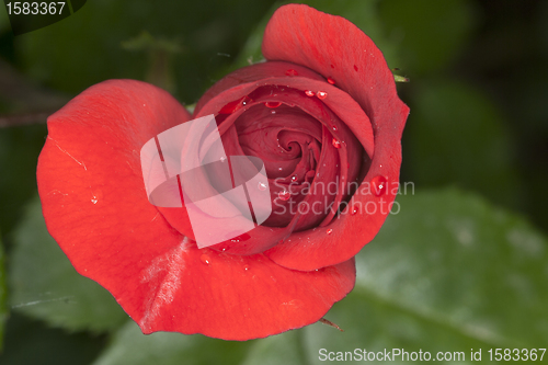 Image of Red Rose