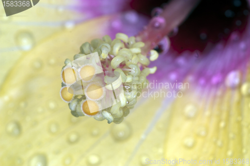 Image of hibiscus particular