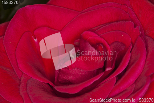 Image of Red Rose