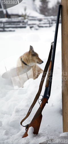 Image of The dog next to a shotgun