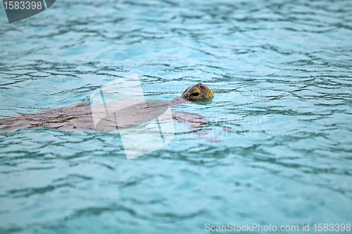 Image of Green sea turtle