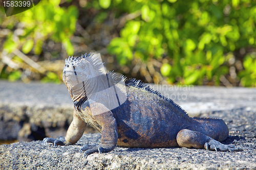 Image of Galapagos marine Iguana
