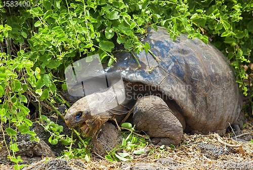 Image of Galapagos tortoise