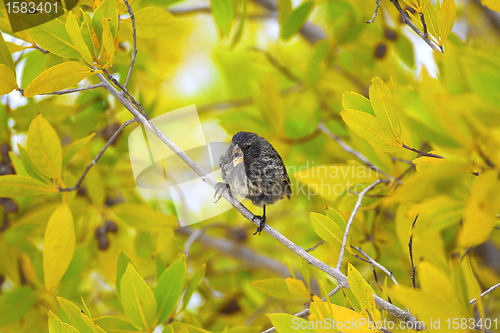 Image of Galapagos finch