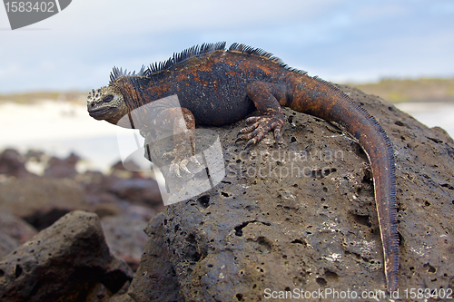 Image of Galapagos marine Iguana