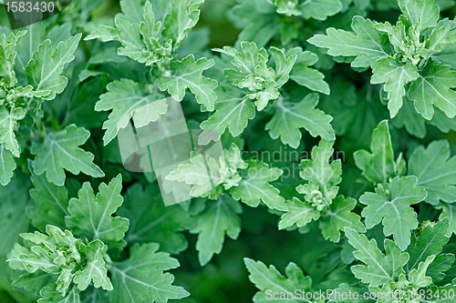 Image of Chrysanthemum leaves without flowers